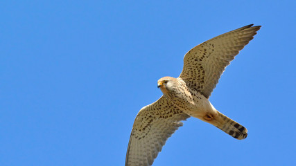 Lesser Kestrels (Falco naumanni), Greece	
