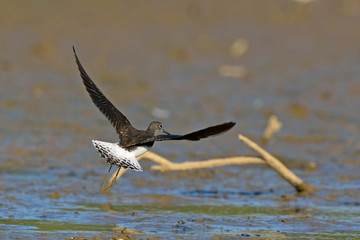 Green Sandpiper (Tringa ochropus), Greece