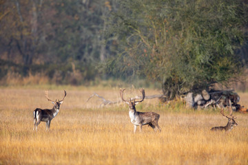 A group of Fallow Deer (Dama dama) on a meadow in the nature protection area Moenchbruch near Frankfurt, Germany.