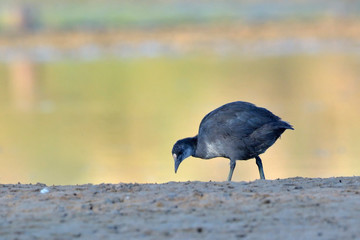 A juvenile Coot - Fulica atra, Crete