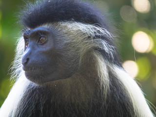Colobus-Affe, nachdenklich