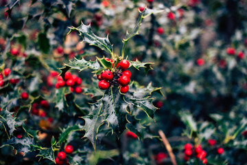 Mistletoe bush, leaves and red berries. Christmas plant