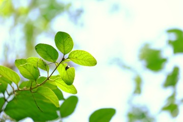 Obraz premium Young tropical tree leaves with branches and sunlight on white isolated background for green foliage 