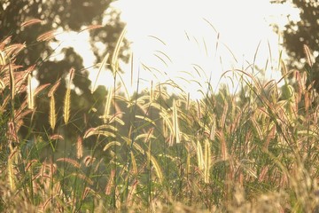 A beautiful grass flower beside the street in the countryside with a warm light at lately evening and wind blowing 