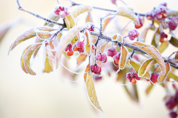 Berries and leaves of euonymus in hoarfrost. The first autumn frosts. Soft selective focus.
