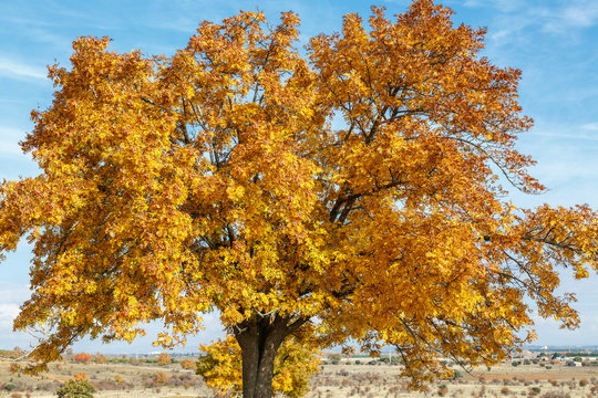 Sorbus domestica. Serbal com&uacute;n en oto&ntilde;o con frutos.