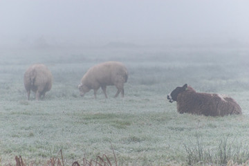 One white sheep and one brown sheep in a meadow in the mist.
