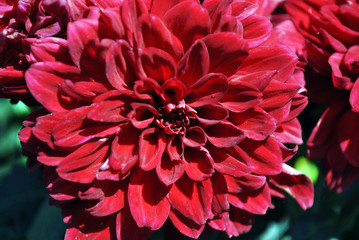Bright red dahlias on green bush, petals close up macro petals detail, soft blurry bokeh background