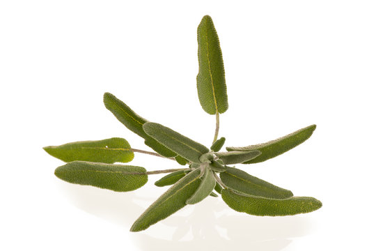 Green sage leaves  osolated over white background