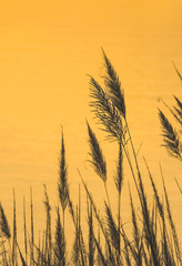grass flower and sunset