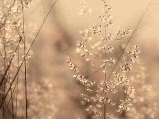 grass flower in nature background