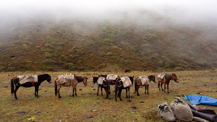 Horse train carries the camp, along Jomolhari trek, Bhutan.