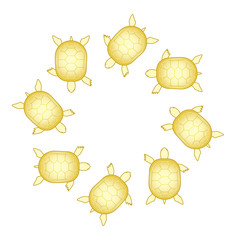 亀のシンクロナイズドスイミング