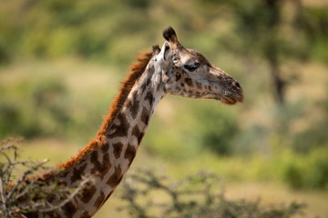 Close-up of Masai giraffe head above branches