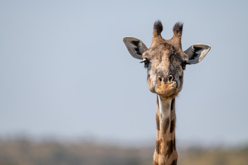 Naklejka na ściany i meble Close-up of Masai giraffe head facing camera
