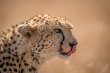 Close-up of cheetah licking blood off lips