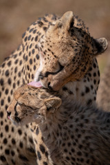 Close-up of cheetah in sunshine licking cub