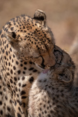 Close-up of cheetah licking head of cub