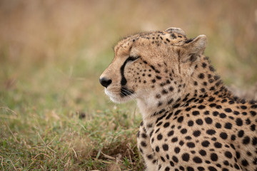 Close-up of cheetah looking ahead on grass