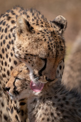 Close-up of cheetah licking ear of cub