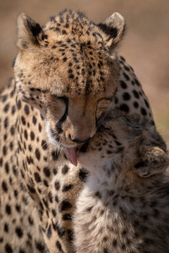 Close-up of cheetah licking face of cub