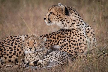 Naklejka na ściany i meble Close-up of cheetah looking back with cub