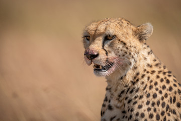 Close-up of cheetah sitting with bloodied mouth