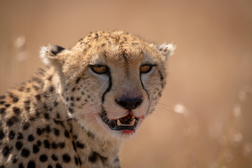 Close-up of cheetah sitting with bloody lips