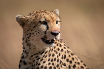 Close-up of cheetah sitting with bloody mouth