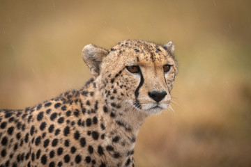 Close-up of cheetah standing staring in grassland