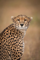 Naklejka na ściany i meble Close-up of cheetah turning head towards camera