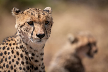 Close-up of cheetah with blurred cub behind