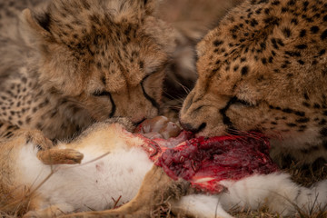 Close-up of cheetah with cub eating hare