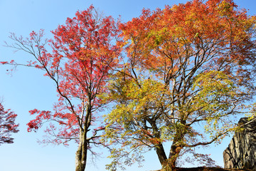 岡城の紅葉