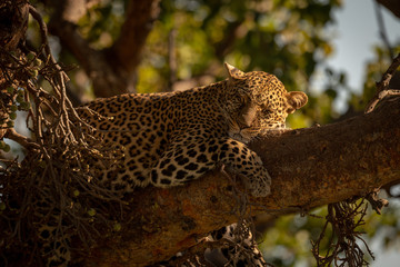 Close-up of leopard lying asleep on branch