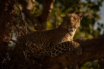 Close-up of leopard on branch looking up