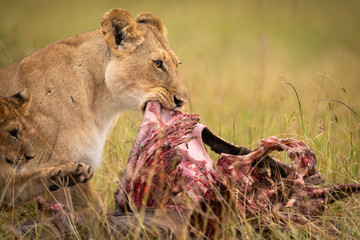 Close-up of lioness and cub eating kill