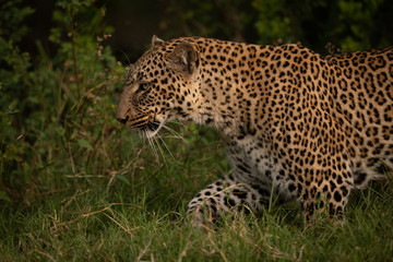 Fototapeta na wymiar Close-up of leopard walking through long grass