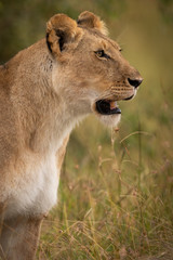 Close-up of lioness staring in long grass