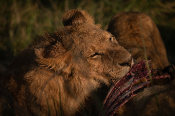 Close-up of lioness biting ribs of carcase