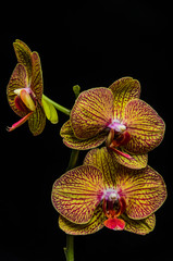 Orchid flowers isolated on black background