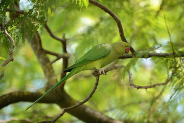 green parrot on a branch, on a background of leaves. Zoo