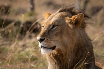 Close-up of male lion head and shoulders