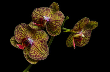 Orchid flowers isolated on black background