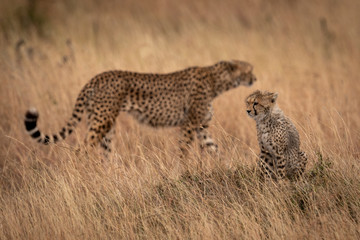 Cub sits in grass with cheetah behind