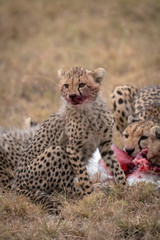 Cub sits with bloody mouth beside kill