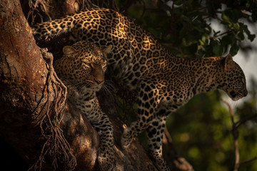 Cub stands behind leopard lying in branches
