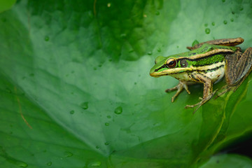 close up green frog on lotus leaf