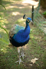 Fototapeta premium peacock on the background of green grass, zoo