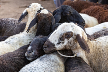 Fettschwanzschafe auf einem Viehmarkt in Karakol